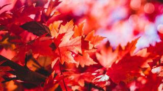 maple tree in Longmont