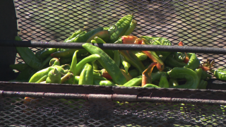 Green chiles in roaster