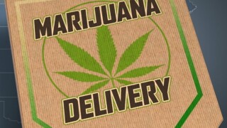 marijuana delivery.jpg