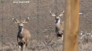 Watch out for wildlife crossing highways