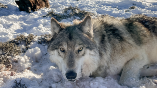 Colorado Parks and Wildlife_wolf