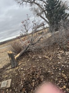 Rowan Tree Foundation vandalism