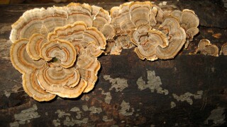 Turkey Tail on Forest Log 11-2008.jpg