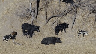 Feral pigs