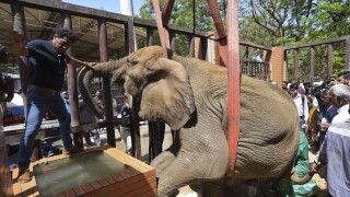 Pakistan Elephant