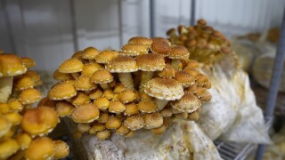 A Colorado company: Former Denver Bronco now functional mushroom farmer