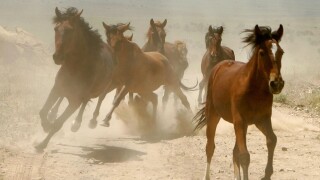 Trump budget would allow sale of wild horses for slaughter