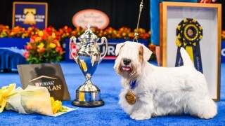 Meet Stache, the Sealyham Terrier that won the 2023 National Dog Show