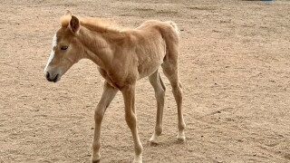 baby horse ro.jpg