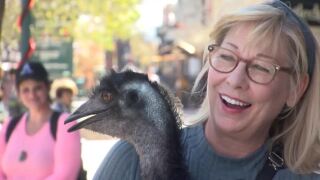 Dennisaurus Rex: The leash-walking emu of Colorado Springs